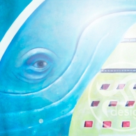 Ojo de ballena
