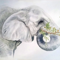 Elefante-comiendo-hojas