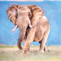 Elefante